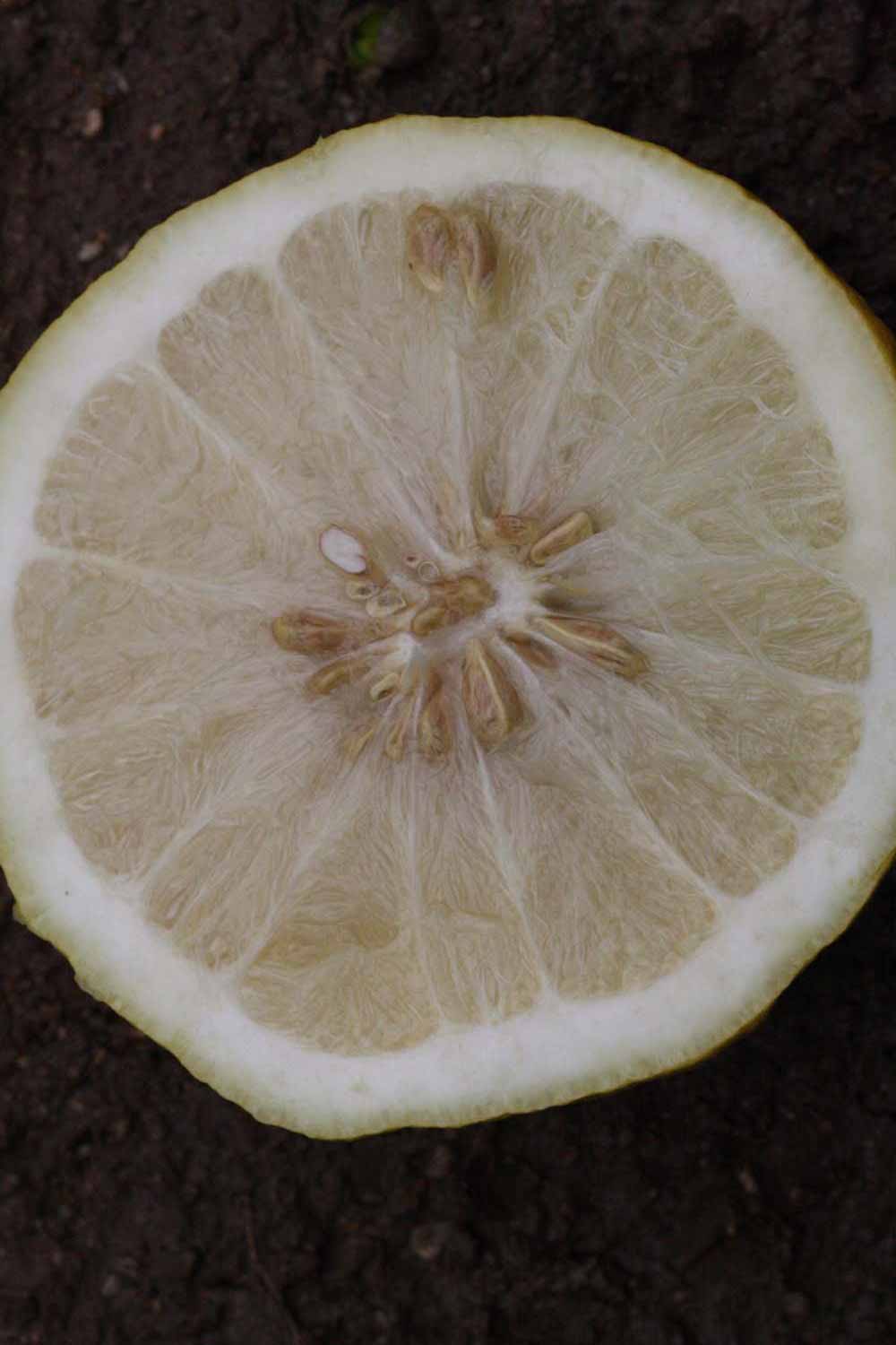              Fruit cross-section (Riverside, CA)       